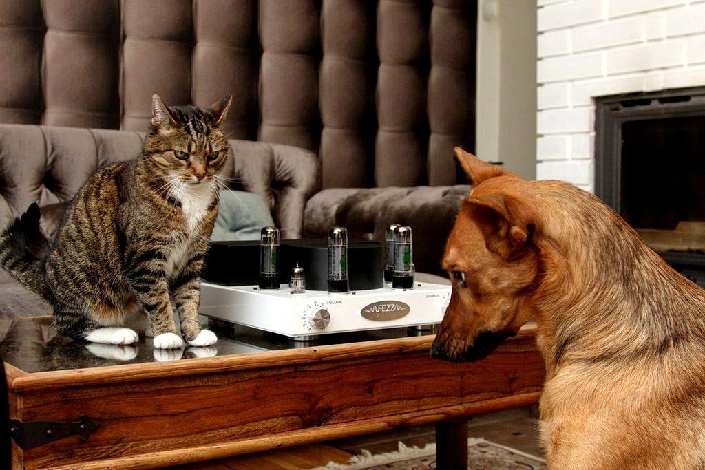 Od toroidów do wzmacniaczy marzeń - Fezz Audio